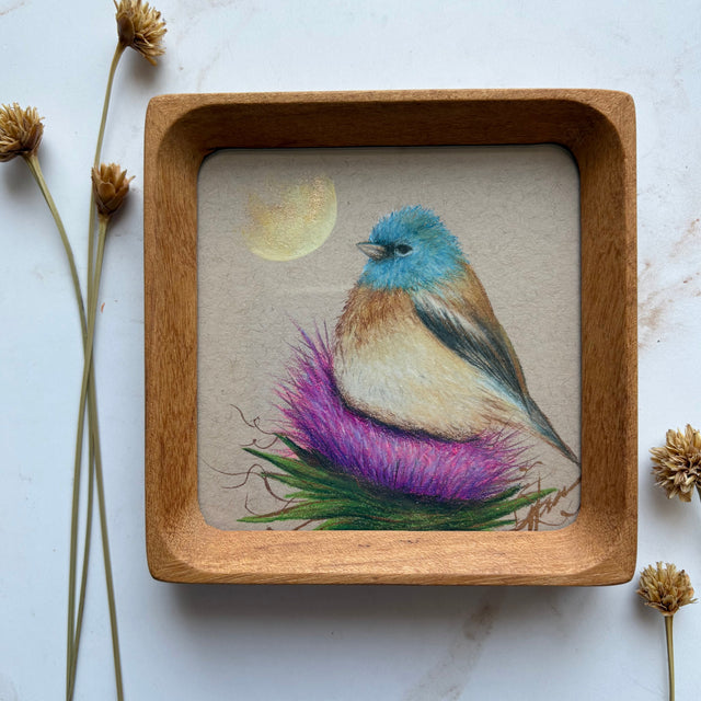 "Lazuli Bunting"
